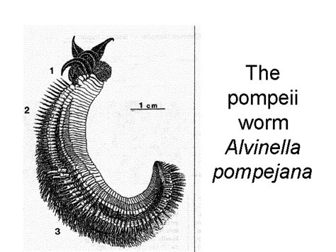 The Pompeii Worm Alvinella Pompejana