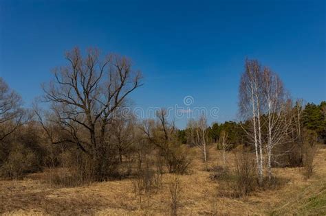 Spring Forest With Foliage Not Yet Blossomed In A Natural Park In