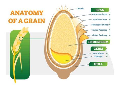 What Is Gluten Gluten Free Toledo