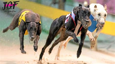 Greyhound Racing The Fastest Dogs On This Planet Youtube