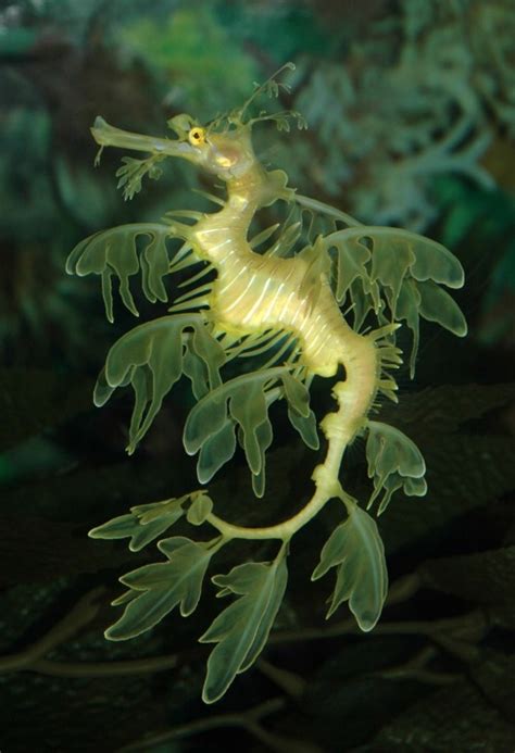 Godtsol Leafy Seadragon Phycodurus Eques Creature Feature
