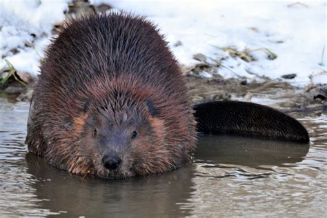 Building It Back Beaver Reintroductions Across The World Geography