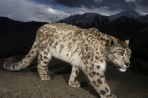 What To Know Before You Go Tracking Snow Leopards At 13000 Feet