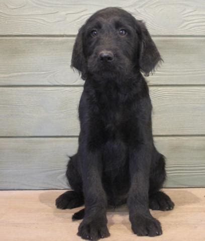 Labradoodle pictures are something we love to share! Shadow - dashing F1 black male labradoodle puppy for Sale ...