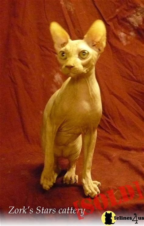 Red Sphynx Male Available