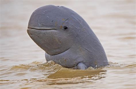 Irrawaddy Dolphins The Last Smiling Dolphins In Chilika