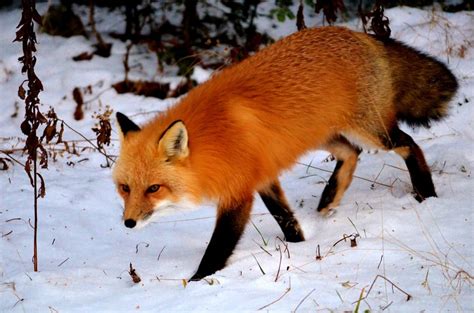 Beautiful Red Fox Vulpes Vulpes In New Hampshire 4928x3264 Oc