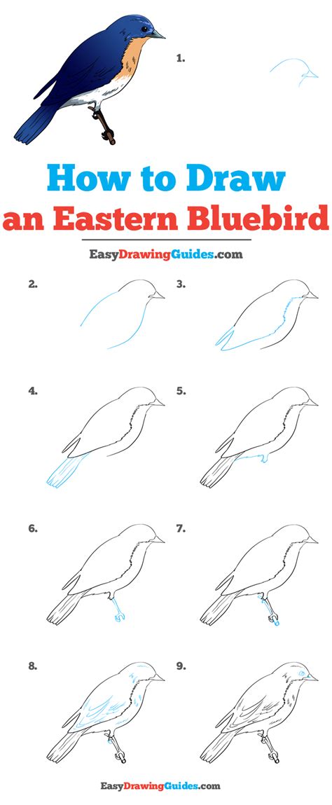 Https://tommynaija.com/draw/how To Draw A Bluebird Step By Step