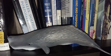 Sperm Whale Maia And Borges Mojö Fun Papo And Schleich Animal Toy Blog