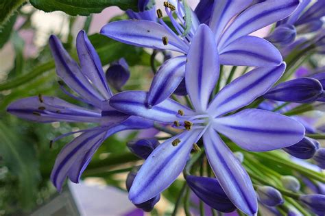 African Lily Facts And Health Benefits
