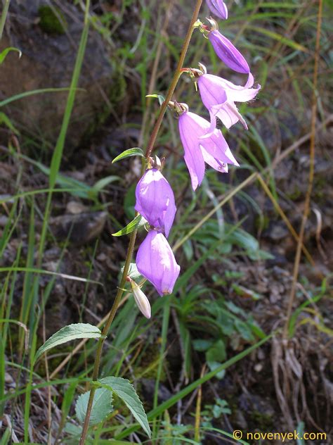 Image Collection Of Wild Vascular Plants Campanula Rapunculoides