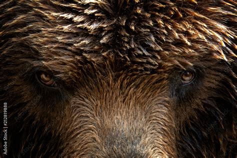 Kamchatka Brown Bear Ursus Arctos Beringianus Close Up Detail