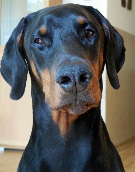 Black Doberman How Do All Dobies Have The Im Not Angry Im Just