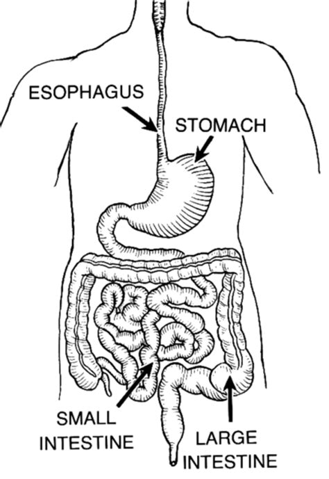 The human digestive system consists primarily of the digestive tract, or the series of structures and organs through which food and liquids pass during their processing into forms absorbable into the bloodstream. Learn About the Digestive System for Kids | HubPages
