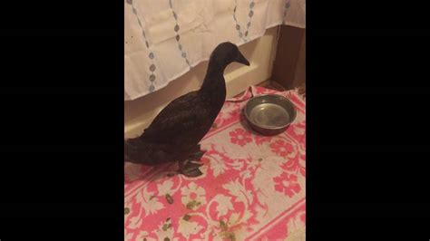 Delta The Duck Rapping Youtube