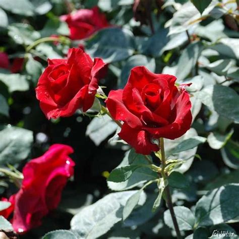 Die versandkosten entfallen automatisch bei erreichen des mindestbestellwertes. Pin auf Rosen