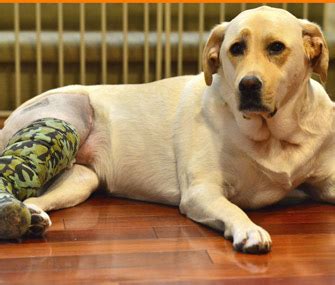 Tendons are similar to ligaments; Cruciate Ligament Injury in Dogs: What You Need to Know