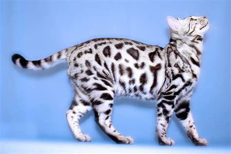 I have silver, charcoal spotted and marble. This is a white Bengal cat, one of the rarest cat breeds ...