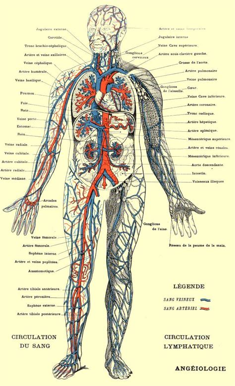 Planche Anatomique Ang Iologie Planche Anatomique Anatomie