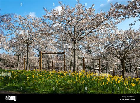 Cherry Blossoms And Yellow Daffodils In Cherry Orchard At Alnwick Garden Alnwick