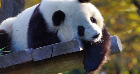 Peculiar Facts 10 Amazing Facts About Giant Panda