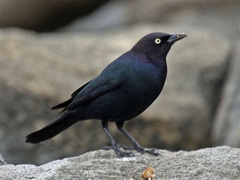 Filebrewers Blackbird Male Rwd4 Wikimedia Commons