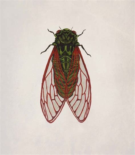 Cicada Illustrations Cicada Charlie Jonkoff Illustration Cicada