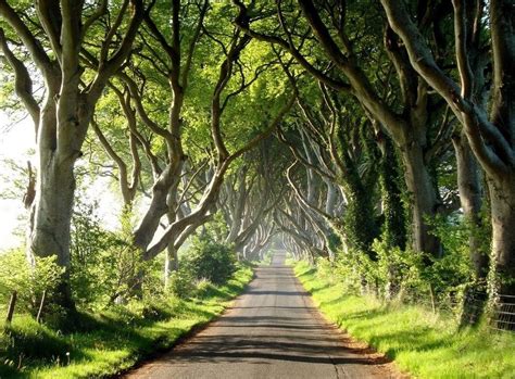 23 Most Beautiful Tree Tunnels In The World Its