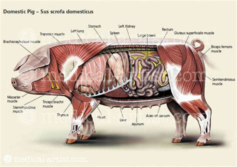 Veterinary Illustrations Illustrations Of Animal Anatomy Pig