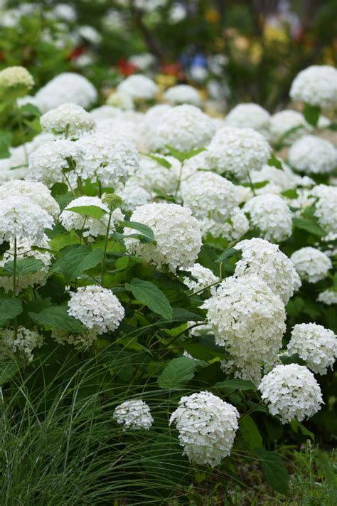 15 Best Companion Plants For Endless Summer Hydrangea Hydrangea Love