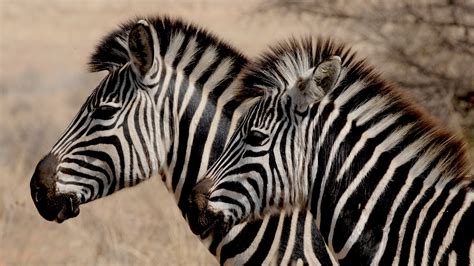 The World Of Zebras Explore The Charm Of Africas Striped Creatures