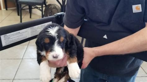 Bernedoodle puppies are wonderful additions to families looking for a dog that loves fun and companionship. Bernedoodle Puppies for Sale Prairie Hill Puppies ...