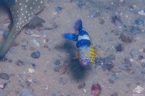 Yellow Margin Triggerfish Facts And Photographs Seaunseen