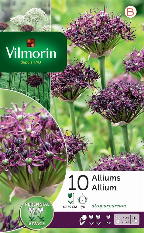 Bulbe Florale Allium Atropurpureum Pourpre Violet Leroy Merlin