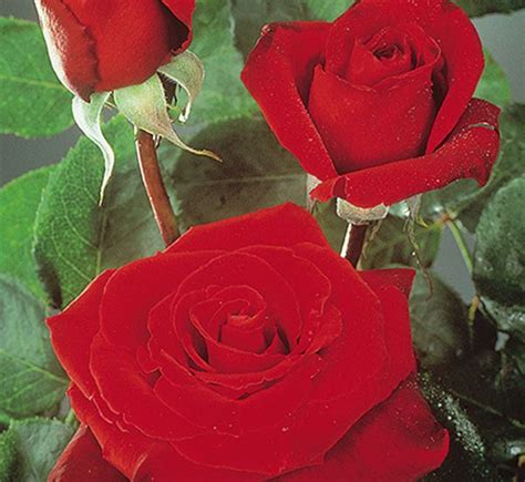Rose ‘loves Promise™ Grandiflora