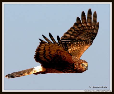 Northern Harrier Circus Cyaneus Notice Dihedral And White Rump