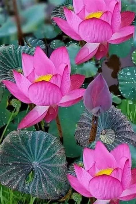 Pin By Ane Castro On Flowers Lotus ♡ Lotus Flower Wallpaper