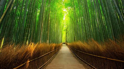 Details More Than 63 Bamboo Forest Wallpaper Latest In Cdgdbentre