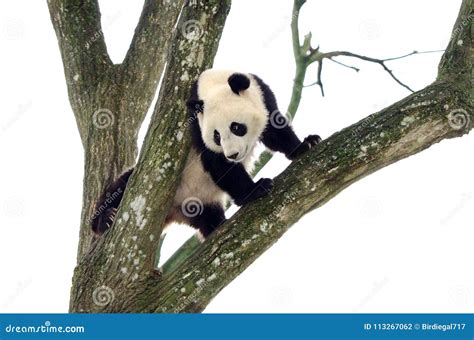 Giant Panda Climbing A Tree Szechuan China Stock Photo Image Of