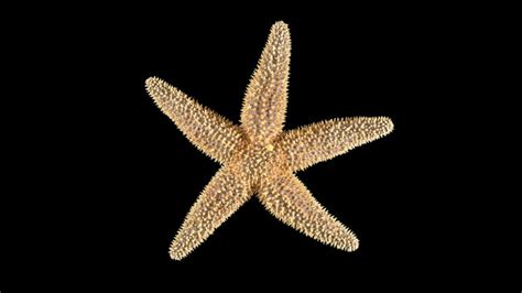 You Say Starfish I Say Sea Star Coastwatch Currentscoastwatch Currents