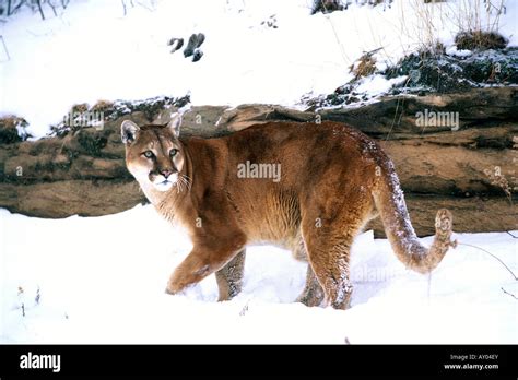Cougar Walking In Snow Hi Res Stock Photography And Images Alamy
