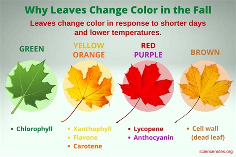 Why Do Leaves Change Color In The Fall How Does This Affect