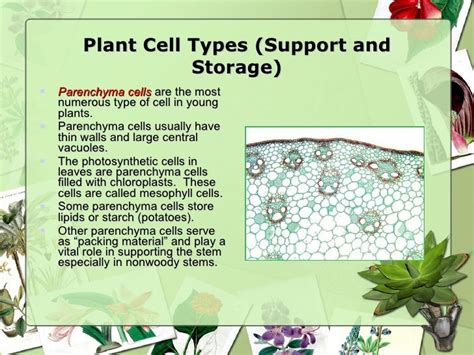 Ppt Plant Cells Tissues And Organs Powerpoint