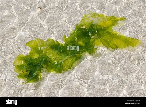 La Lechuga De Mar Ulva Lactuca Flotan En El Agua Del Mar Alemania