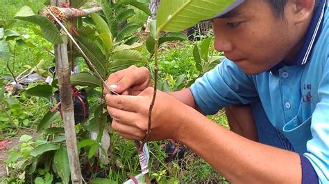 Dudley phelps explains how to graft a tree. Grafting techniques guava plants by hotboy - YouTube