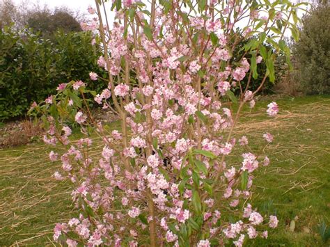 A little frustration is a normal part of the process! life between the flowers : Daphne bholua Jacqueline ...