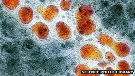 مخاوف الحرب البيولوجية توقف أبحاث فيروس انفلونزا الطيور bbc news عربي