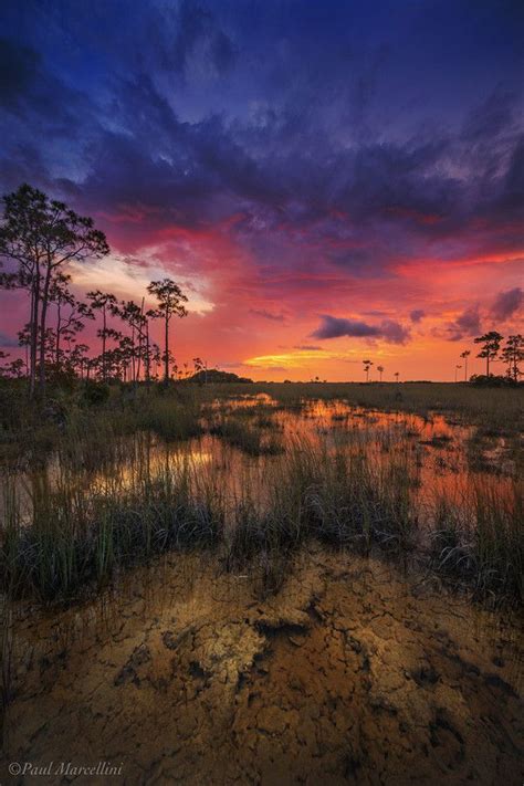 A Sunset Over The Flooded Rocky Pinelands Of The