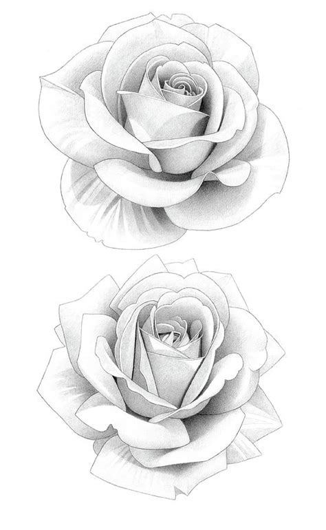 Two Roses Pencil Drawing 39 Drawing By Matthew Hack Fine Art America