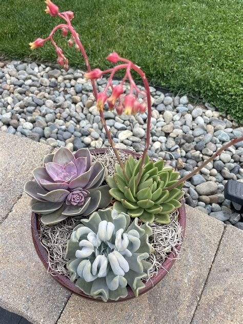 Large Succulent Planter Bowl Plants Included For Sale In Tacoma Wa